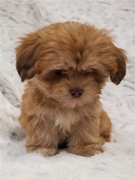 Mini Dogs to Adopt 的图像结果