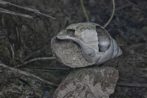 Image result for Empty Snail Shell