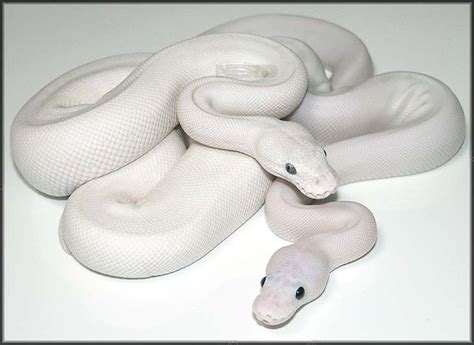 Image result for Leucistic Albino Ball Python