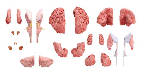 Realistic Female Full Anatomy 3D model | 3D Molier International