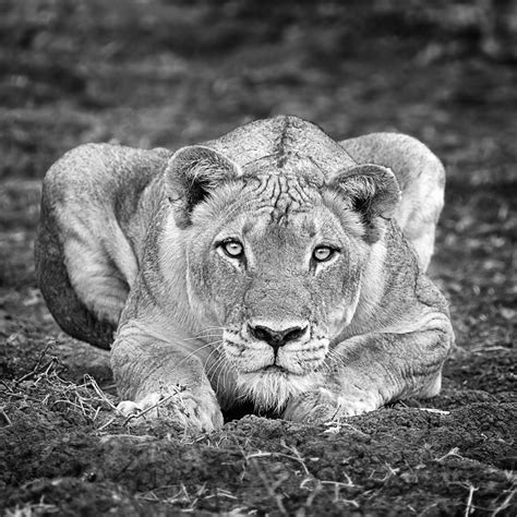 Black And White Lions Photography