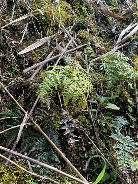 Botrychium lanuginosum Wall. ex Hook. & Grev. | Plants of the World ...