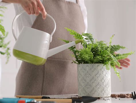 How Often to Water Your Boston Fern - Backyard Boss