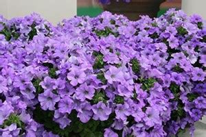 ario Petunia Star Pro Flower Mix Seed Price in India - Buy ario Petunia ...