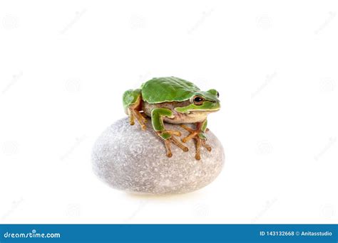 Image result for Tree Frog Sitting