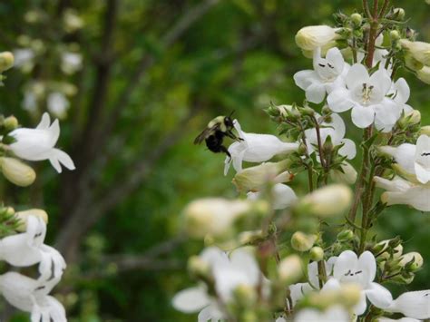 Paradise Creek Nature Park - Elizabeth River Project