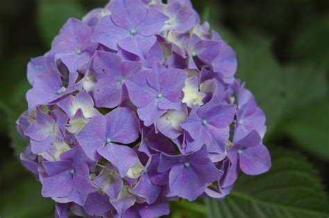 Collective harmony : spiritual meaning of flower, The Mother