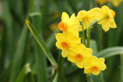 When Do Daffodils Bloom? Discover Peak Season by Zone - A-Z Animals