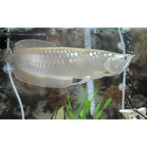 Silver Arowana Fish Price