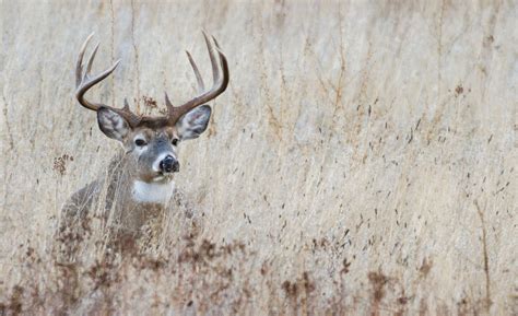 The Complete Guide to the 2025 NC Deer Season | HuntWise