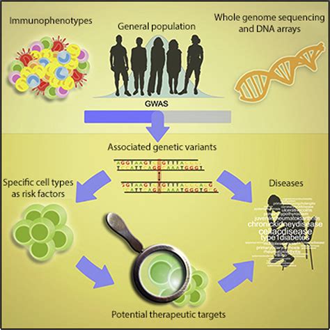 How Can Gene Variants Affect : MTHFR Gene Mutation: Symptoms, Testing ...