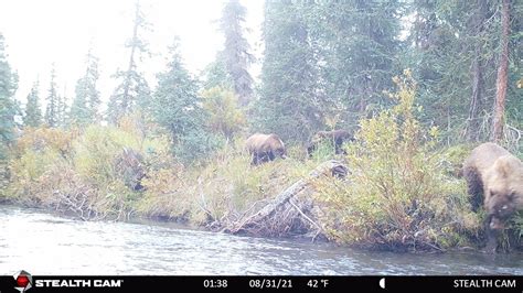 Brown Bear - Rainy Pass Lodge