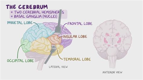 Image result for Human Brain Cortex