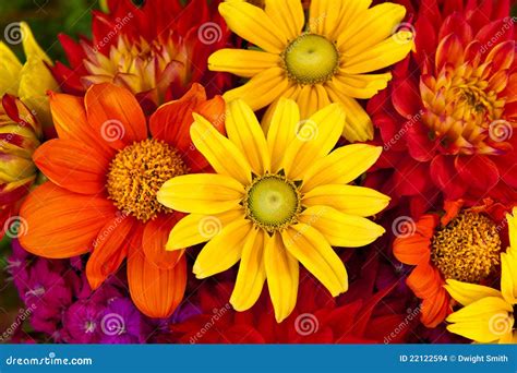 Autumn Flowers Stock Images - Image: 22122594