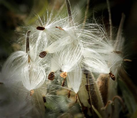 300,000+ Free Milkweed Plant & Milkweed Images - Pixabay