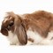 Image result for New Zealand Rabbit Colors