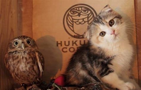 小猫和猫头鹰第一次见面，他们的下一个动作太多了，说不出话来_咖啡馆