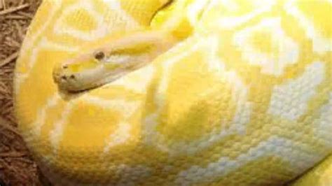 Image result for What a 15 Foot Python Can Do