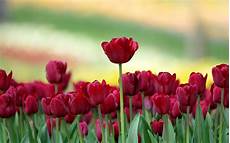 Tulip Image Desktop by Tulips Flower Wallpapers Pixelstalk Net Tulip Image Desktop