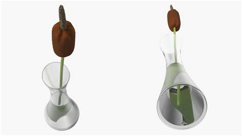 Typha Latifolia in Glass Vase 3D model | 3D Molier International