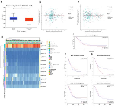 ABCG2 Gene Expression in Non-Small Cell Lung Cancer