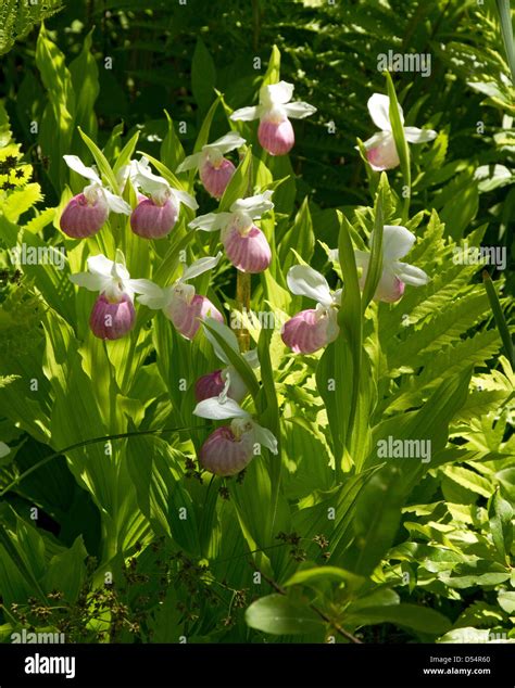 Lady slipper orchid wild flower (Cypripedioideae) in Vermont, New ...
