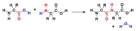Image result for Dehydration Reaction Example
