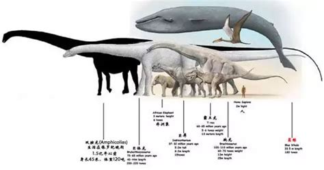 鲸的起源与演化_化石