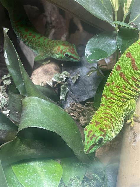 Little giant day gecko appreciation :) : r/geckos