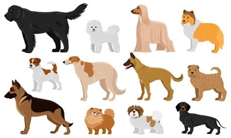 Popular Dog Breeds in Kolkata - Price 5000 to 50000 INR