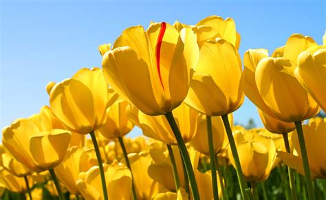 How to Load Image On Python 的图像结果