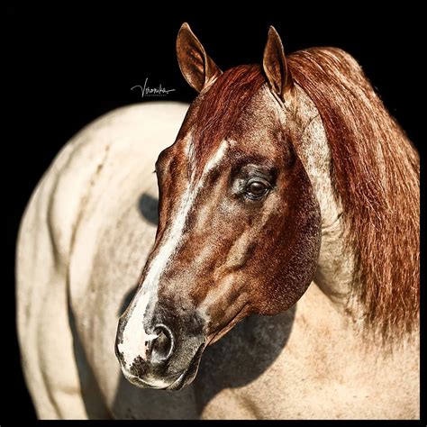 Image result for Red V. Blue Code VB