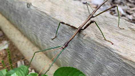 Stick Bug Walking