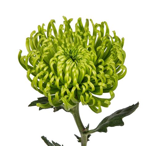 Spider Chrysanthemum Plants For Sale at Leonard Richey blog