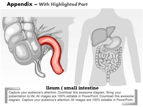 Image result for Appendix Example Website