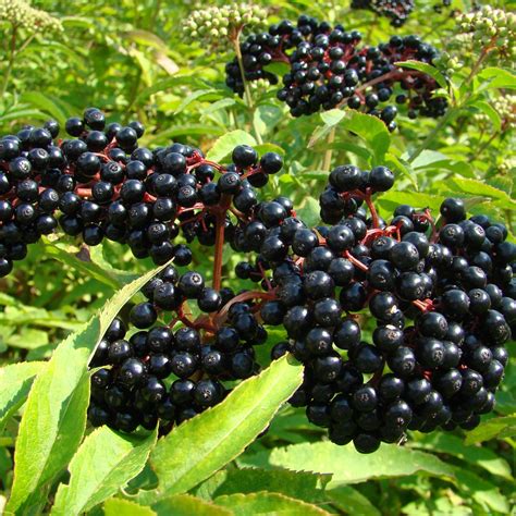 Elderberry(Sambucus Canadensis) - Schumacher's Nursery & Berry Farm