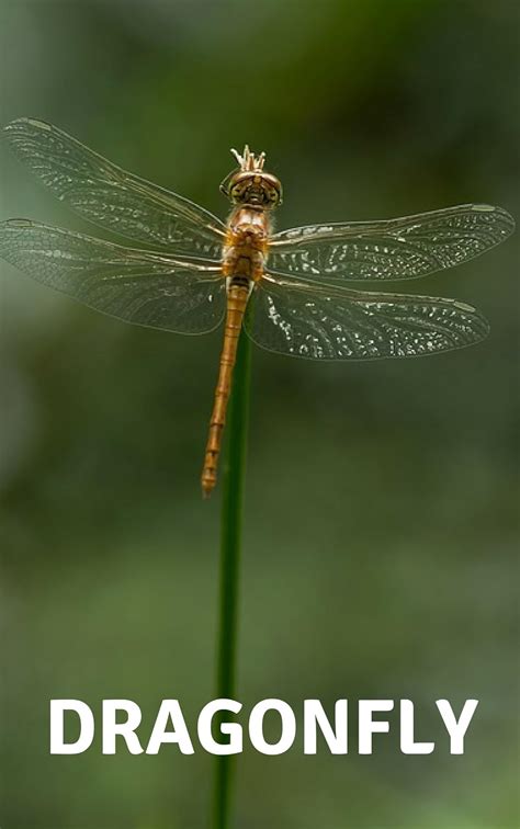 INSECT : DRAGONFLY PHOTOBOOK eBook : VIEW, ENG: Amazon.in: Books
