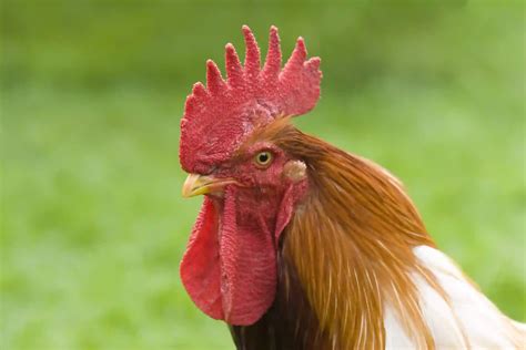 Custom Page | Shop online at NM POULTRY FARM