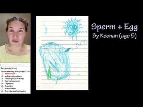 Image result for Human Reproduction YouTube