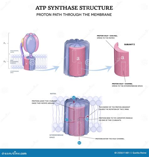 ATP Synthase Structure and Proton Path Stock Vector - Illustration of adenosine, membrane: 255611481