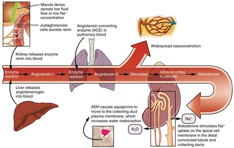 This diagram shows the pathway of action of the renin-aldosterone-angiotensin system. An ...