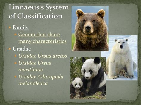 Classification Systems 的图像结果