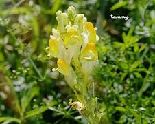 Image result for Flower Look Like Rabbit