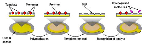 Spectroscopic Ellipsometry and Quartz Crystal Microbalance with ...