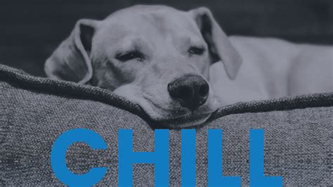 Chill Dog Buddy The Snowboarding Dog | Chill Factore