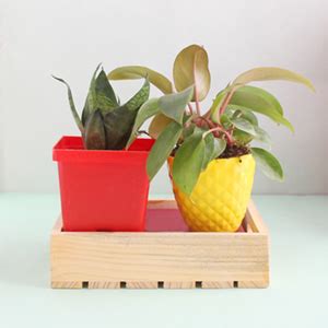 Wooden Planters Online | Buy Wooden Pot in India - Giftalove
