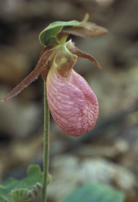 Free picture: pink, lady, slipper, plant, flower, cypripedium acaule