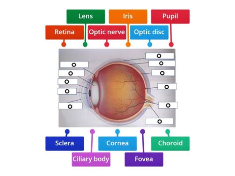 Image result for Visual Inspection Eye Structure Labeled