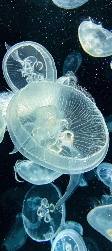 White Jellyfish HD Underwater Deep Ocean Translucent 4K Nature ...