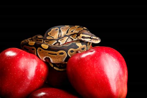 Image result for Green Ball Python